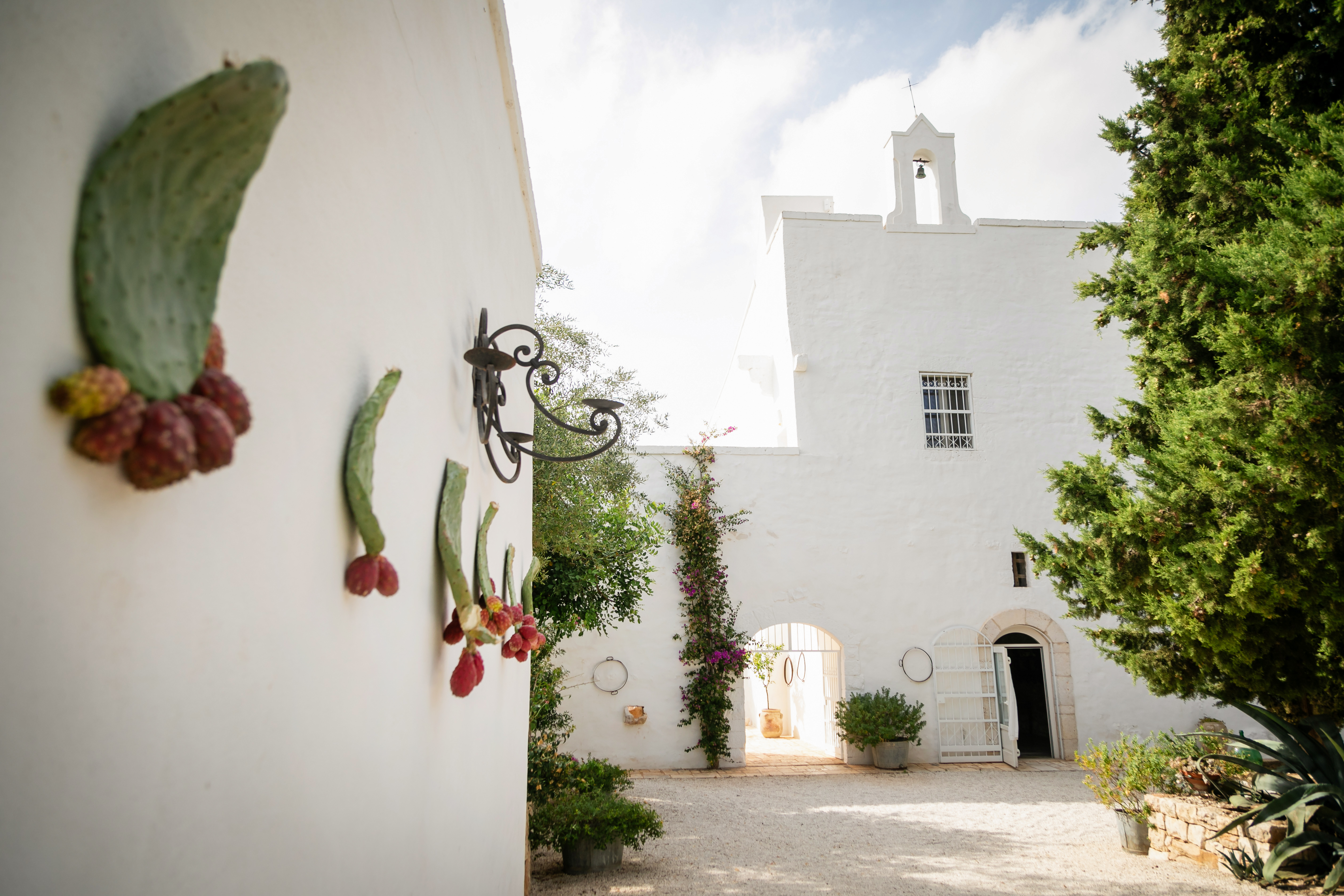The first look among the olive trees